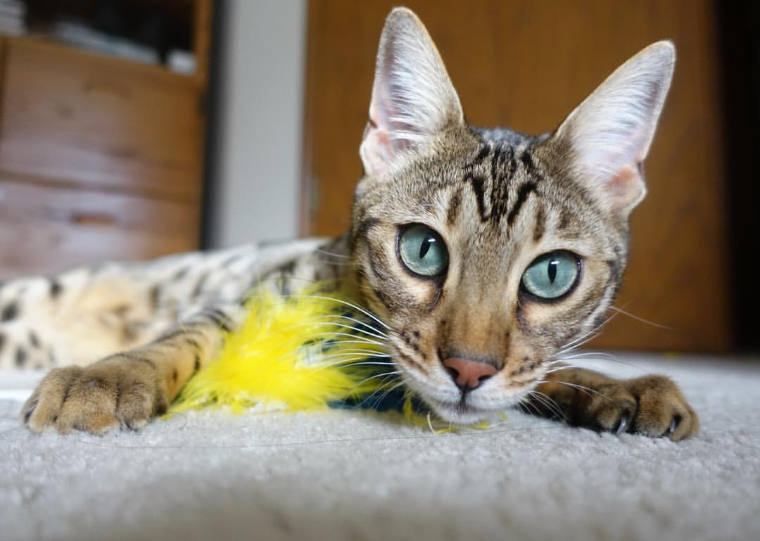 开云官网APP下载-全明星周末活动安排曝光，球迷期待，全明星周末什么时候开始